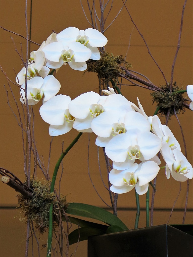 Print In Class B By Faye Dudek For Orchids JAN-2019.jpg